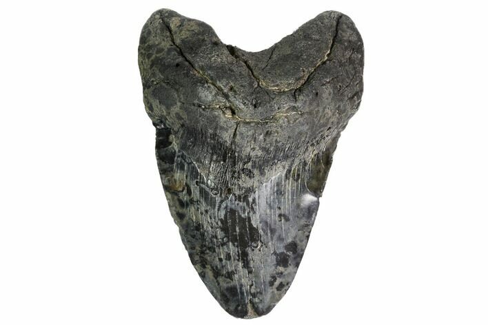 Fossil Megalodon Tooth - Pathological Tooth #168958
